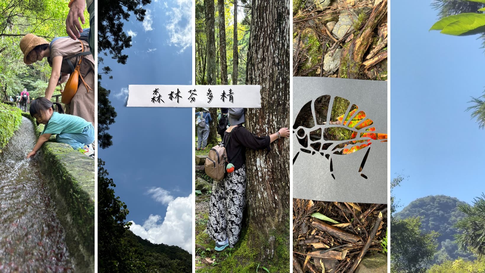 療癒森林