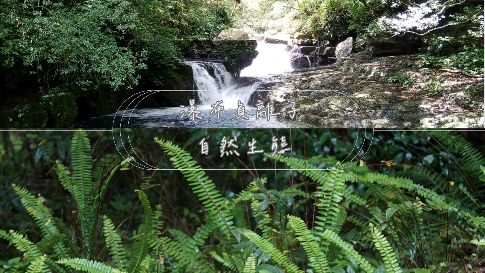 發蕨山林